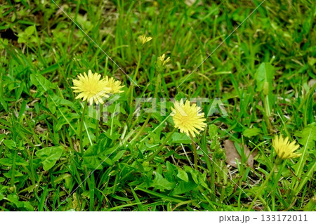 南都大安寺 境内にタンポポの花が咲いている風景 奈良県奈良市大安寺 南都大安寺 境内にタンポポの花が咲いている風景 奈良県奈良市大安寺 133172011
