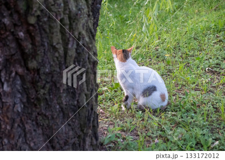 Chubby stray calico cat standing on the grass in public park Chubby stray calico cat standing on the grass in public park 133172012