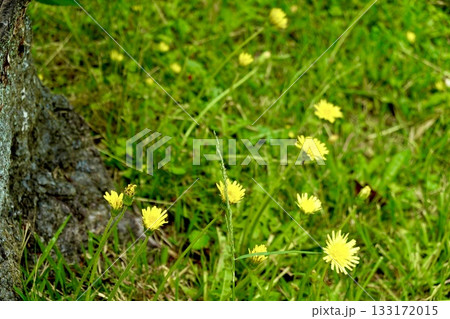 南都大安寺　境内にタンポポの花が咲いている風景　奈良県奈良市大安寺 133172015