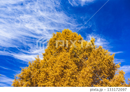 秋晴れの日のメタセコイア 133172097