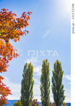バカでかいポプラの木と紅葉　諏訪湖 133172106