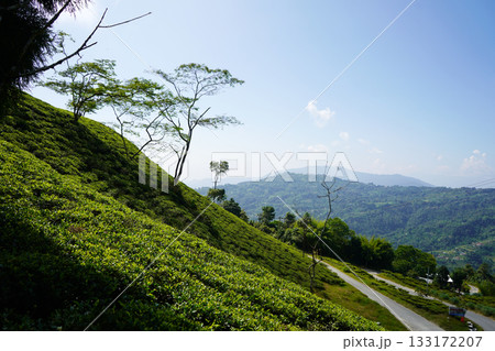 Steep slope of lush green tea plantation with scattered trees and distant rolling hills at Kalimpong Steep slope of lush green tea plantation with scattered trees and distant rolling hills at Kalimpong 133172207