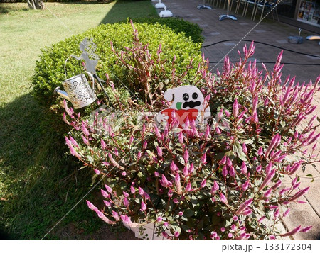 群馬県前橋市・あいのやまの湯の庭を彩るハロウィン飾りと秋の花(2025年10月撮影) 群馬県前橋市・あいのやまの湯の庭を彩るハロウィン飾りと秋の花(2025年10月撮影) 133172304