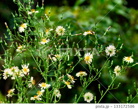 キク科アキノノゲシの開花 キク科アキノノゲシの開花 133172586