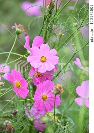 秋の花コスモス 秋の花コスモス 133172605