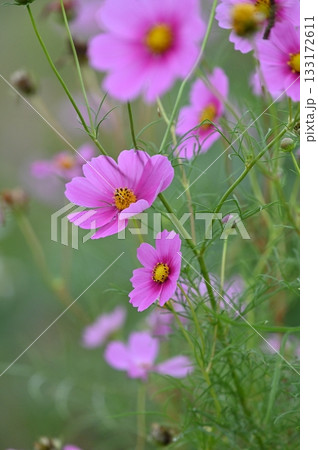 秋の花壇に咲くピンクのコスモスの花 秋の花壇に咲くピンクのコスモスの花 133172611