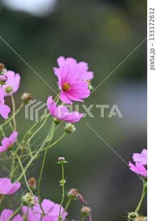 コスモスの花が咲いています コスモスの花が咲いています 133172612