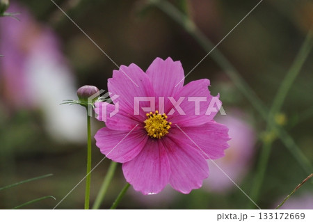 コスモス コスモス 133172669
