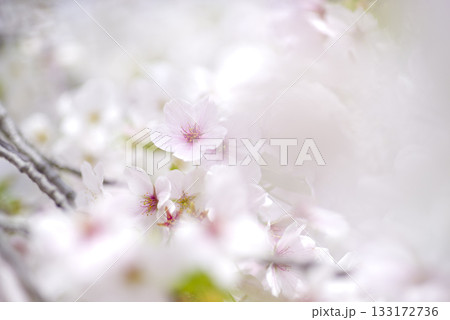 公園のソメイヨシノの桜の花が満開です。ソメイヨシノ 133172736