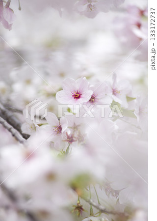 公園のソメイヨシノの桜の花が満開です。ソメイヨシノ 公園のソメイヨシノの桜の花が満開です。ソメイヨシノ 133172737