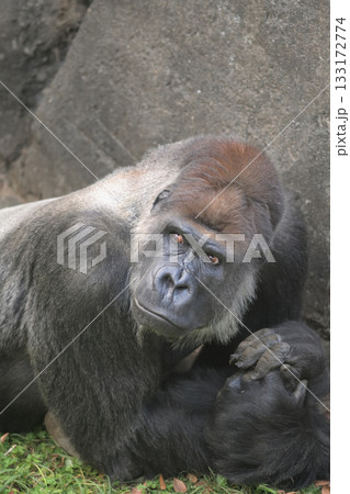 草の上に横たわったゴリラのモデルは新しいポーズを編み出す 133172774