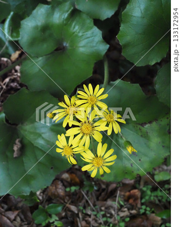 道端に咲いた黄色いツワブキの花(山陰の石蕗) 道端に咲いた黄色いツワブキの花(山陰の石蕗) 133172954