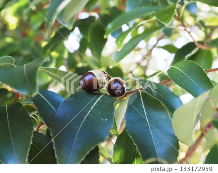 枝先の黒っぽいドングリ(シラカシの葉と殻斗のついた団栗) 枝先の黒っぽいドングリ(シラカシの葉と殻斗のついた団栗) 133172959