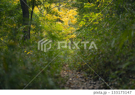 秋の多摩自然遊歩道の風景写真 133173147
