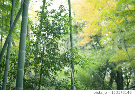 秋の多摩自然遊歩道の竹林と黄葉の写真 133173149