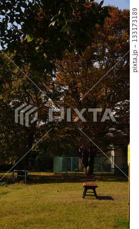 秋の公園の大きな木とベンチ 133173189