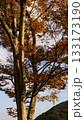 紅葉した木々 133173190
