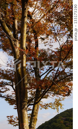 紅葉した木々 紅葉した木々 133173190