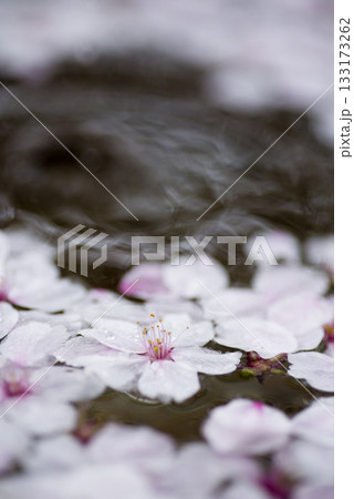 ソメイヨシノの桜の花びらが水の上に浮かんでいます。 133173262