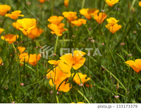 春の緑に咲くオレンジ色のハナビシソウ 133173379
