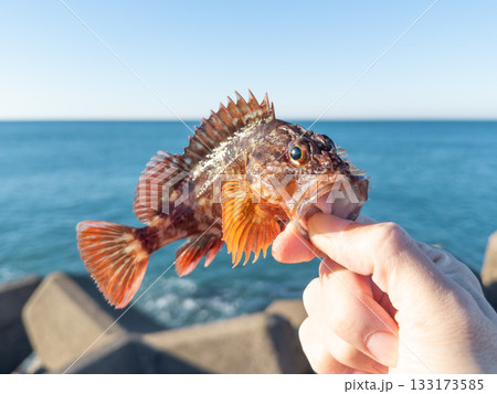 釣れたてカサゴ 133173585