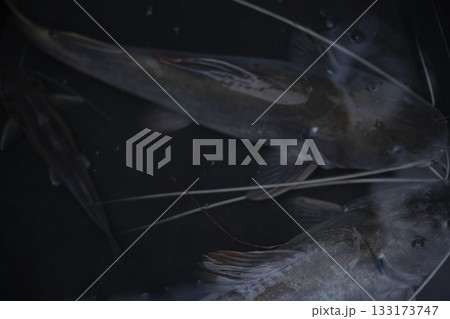 Catfish Swimming In Water Basin, A dynamic ad photo of a catfish gliding through a water basin, whiskers trailing in clear ripples, perfect for seafood campaign or aquatic life documentary. Catfish Swimming In Water Basin, A dynamic ad photo of a catfish gliding through a water basin, whiskers trailing in clear ripples, perfect for seafood campaign or aquatic life documentary. 133173747