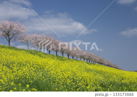 菜の花畑と桜並木の春景色 133173888
