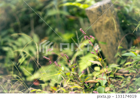 多摩自然遊歩道に向かう途中の菅さくら公園脇の階段に咲くイヌタデの写真 多摩自然遊歩道に向かう途中の菅さくら公園脇の階段に咲くイヌタデの写真 133174019