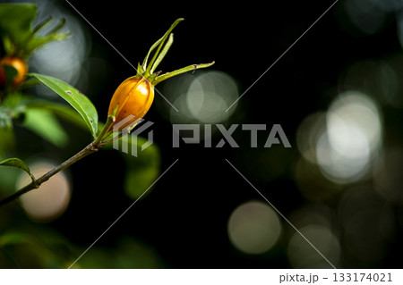 秋の多摩自然遊歩道の小沢城址近くのクチナシの実の写真 133174021