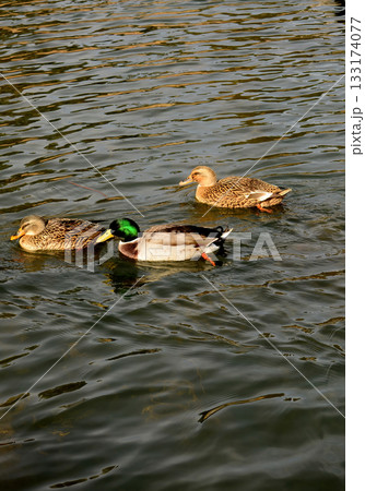 Mallard Ducks Swimming Mallard Ducks Swimming 133174077