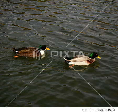 Mallard Ducks Swimming Mallard Ducks Swimming 133174078