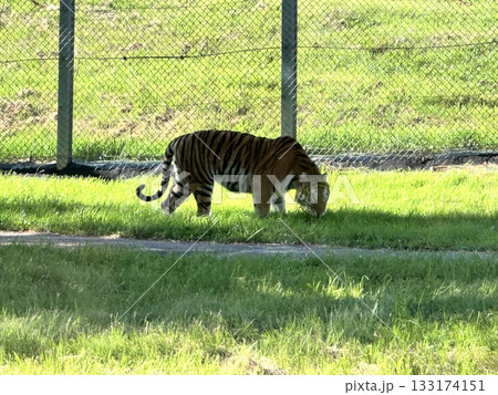 草を食べる虎 133174151