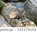 コツメカワウソ 133174154
