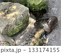 食事中のカワウソ 133174155