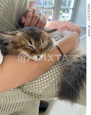 癒される猫ちゃん 133174169