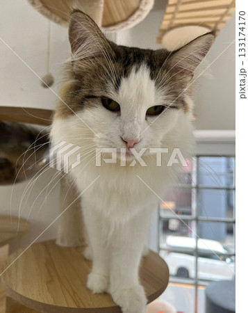 猫とにらめっこ 133174170