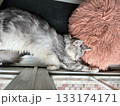 お昼寝中の猫 133174171