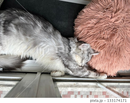 お昼寝中の猫 133174171