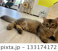 キョトンとする猫 133174172