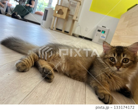 キョトンとする猫 キョトンとする猫 133174172