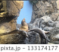 天を仰ぐアシカ 133174177