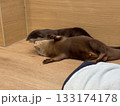 寝転がるコツメカワウソ 133174178