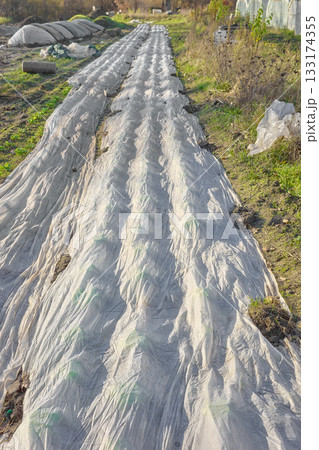 Organic vegetable farm with agrotextile covering plants, selective focus. Organic vegetable farm with agrotextile covering plants, selective focus. 133174355