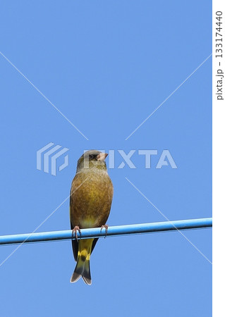 かわらひわ かわらひわ 133174440