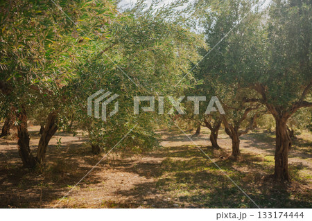 Sunlit olive grove landscape with old trees and rows of cultivated ground 133174444