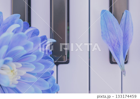 First love melody: a heart of petals on piano keys, evoking tender, nascent emotions First love melody: a heart of petals on piano keys, evoking tender, nascent emotions 133174459