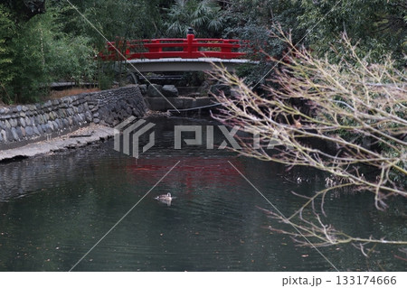 白鳥の池 白鳥の池 133174666