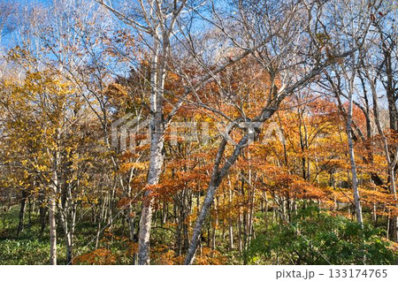晩秋の白樺並木 晩秋の白樺並木 133174765