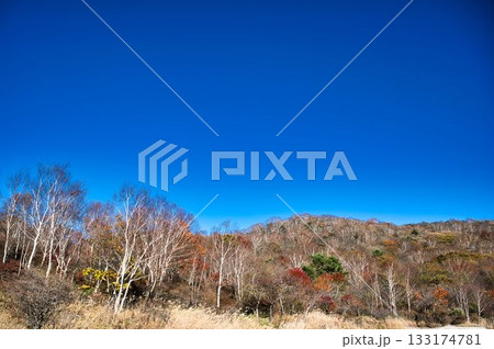 白樺と紅葉と青空 133174781