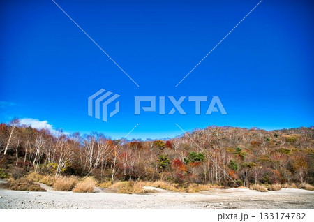 赤城小沼水辺の白樺紅葉 133174782